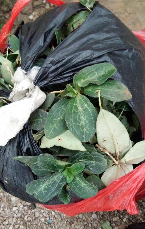 一种奇特的植物肺形草,别名花蝴蝶,大家认识吗?价值知多少?__财经头条