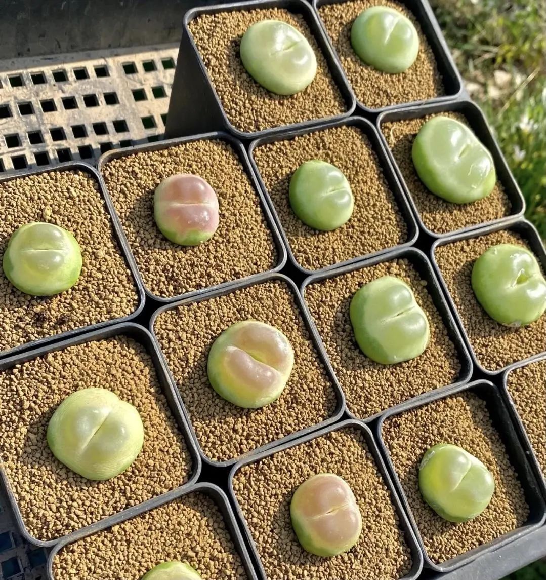 拉登肉锥长得像qq糖一棵200块这颜值谁见谁喜欢