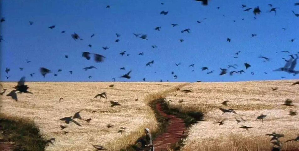 青海遭遇鸦群风暴不祥之鸟遮天蔽日会是地震来临的前兆吗