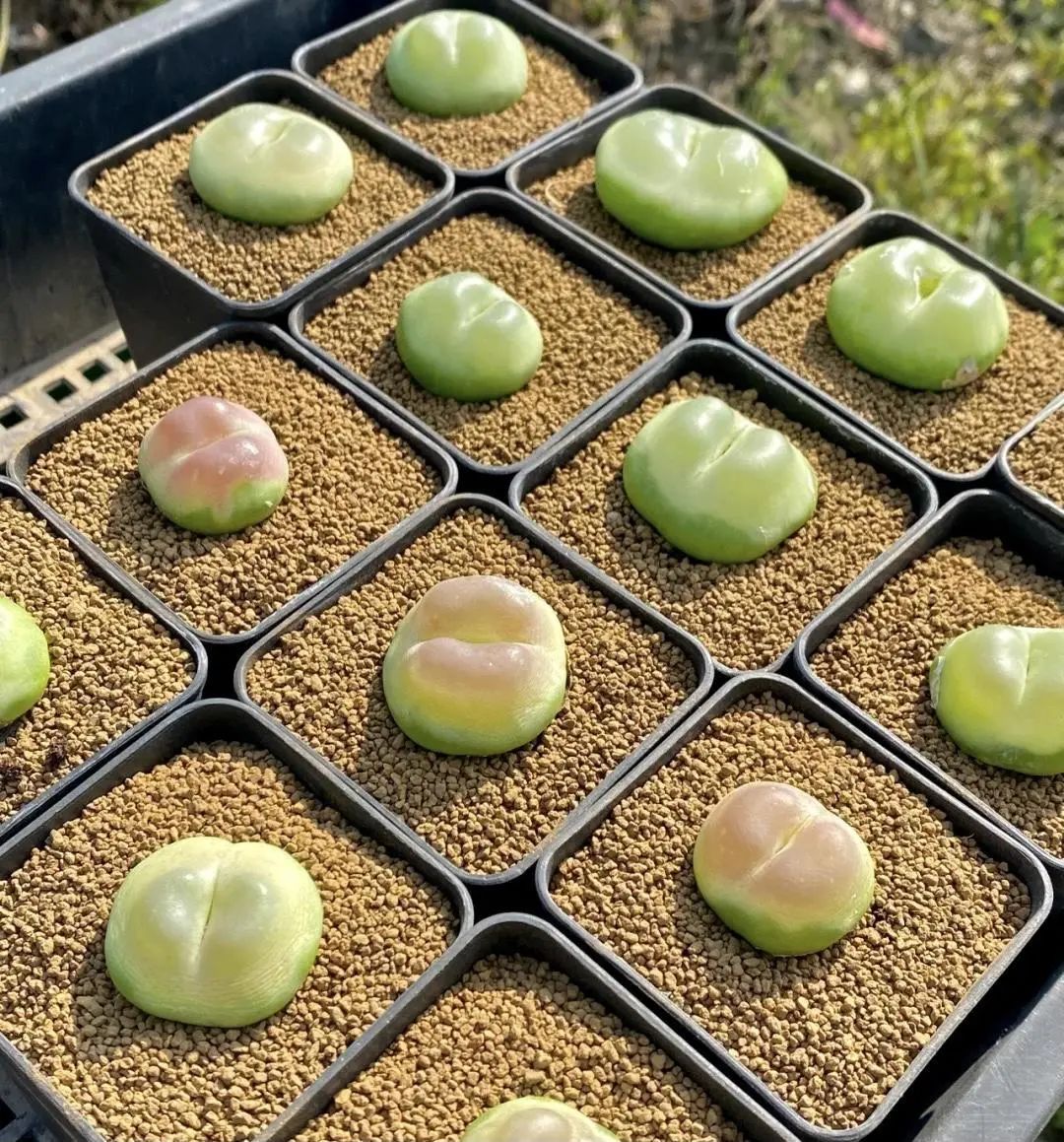 拉登肉锥长得像qq糖一棵200块这颜值谁见谁喜欢