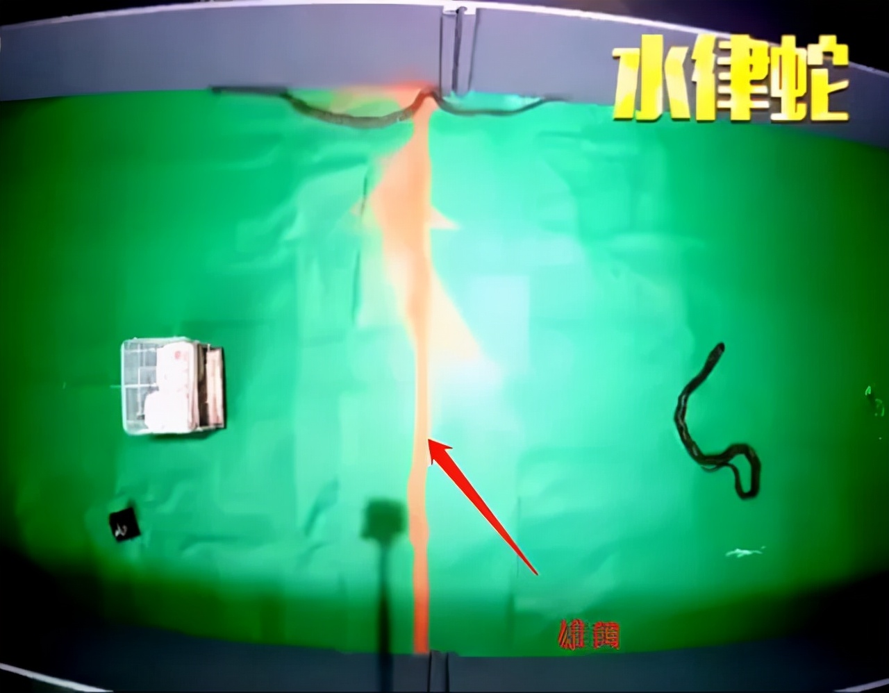 蛇最怕什么？两场实验证明：蛇真的不怕雄黄粉，专家说明了原因休闲区蓝鸢梦想 - Www.slyday.coM