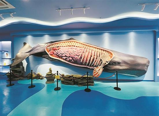 惠州文脉创想搁浅抹香鲸重生海洋生态保护备受重视