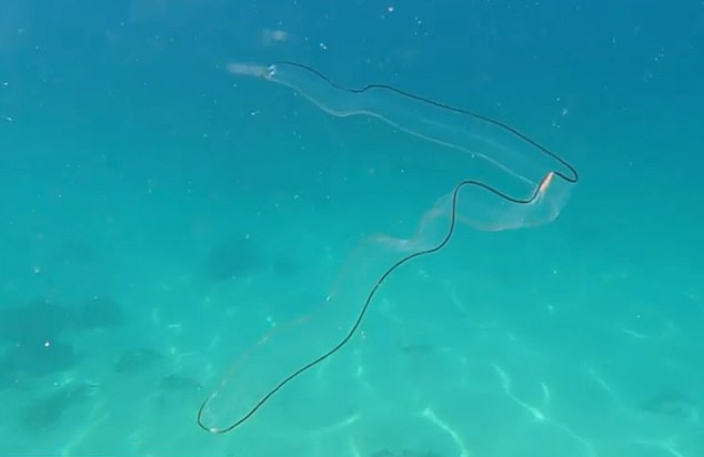 南非潜水员遇到几乎完全透明的"幽灵鳗鱼" 似舞动的丝带|南非|潜水员