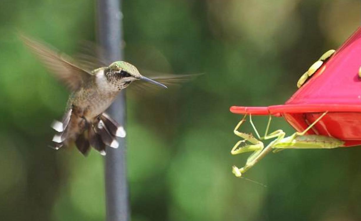 螳螂守株待兔捕食蜂鸟,被螳螂抱在怀里最后受惊吓而死