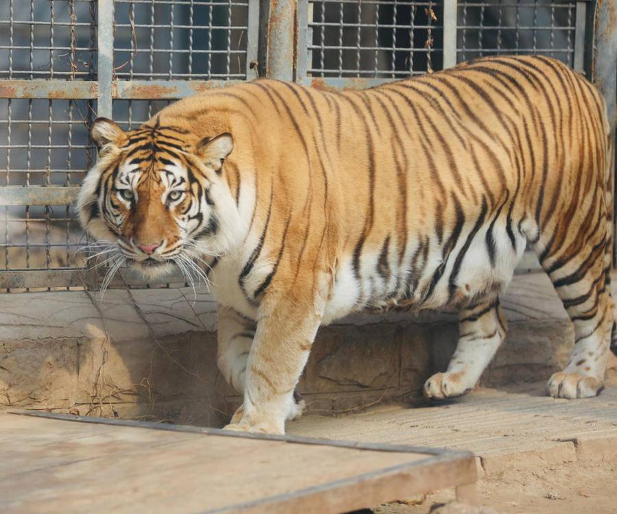 拍虎画虎迎新年|猛虎萌态迎新春,情报员带你去济南动物园看看|情报员|