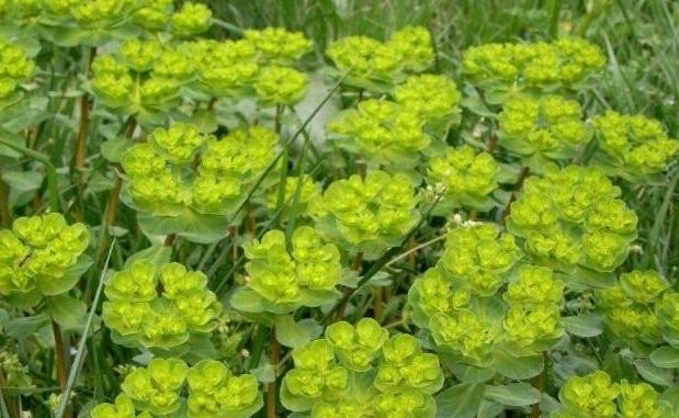 15,猫眼草一般在46月份开花,68月份结果 好东西,主治痰饮咳喘,水肿