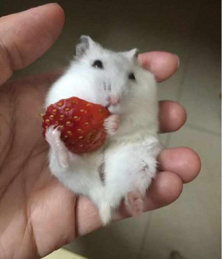 主人给仓鼠喂草莓,仓鼠老老实实啃草莓,表情呆萌让人爱不释手|仓鼠