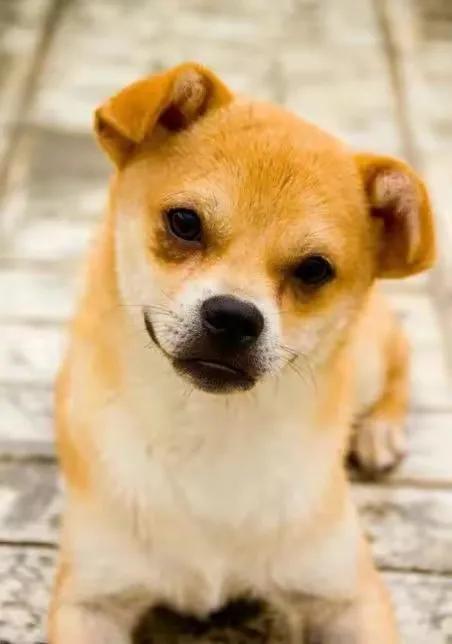 美犬通人性,人类好朋友.阿黄爱劳动,兴奋尾巴扭.