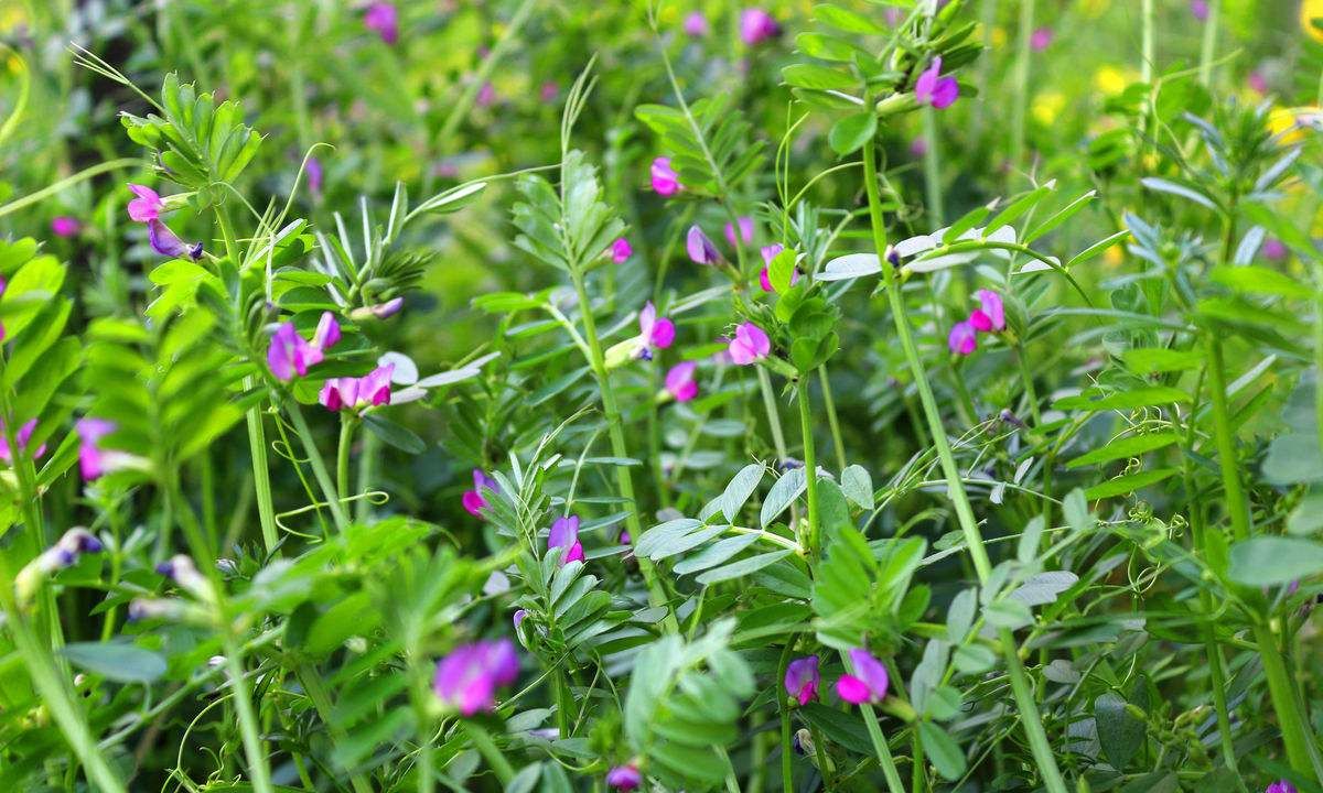 大巢菜又名野豌豆,有2000多年的食用历史,含钙比牛奶高,别错过__财经
