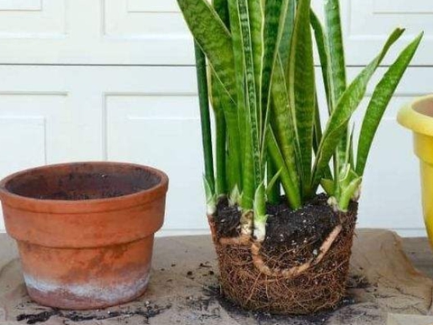 怎么种姜盆栽视频 f508-e7f400c684a8a959e6b182fdcc98043d.jpg