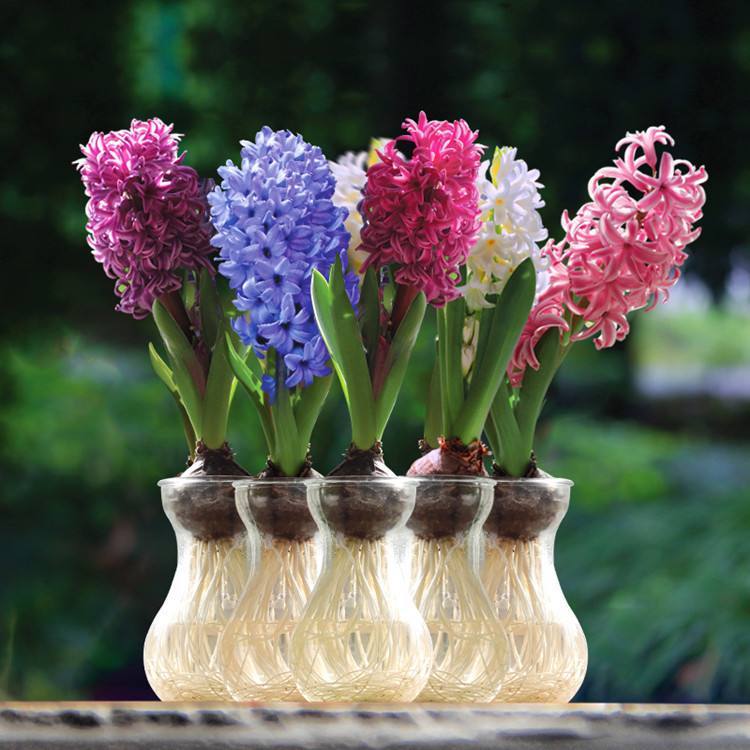 养花试试这几款适合室内生长的耐寒绿植花卉