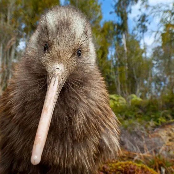 丑萌丑萌几维鸟他为什么总是看起来湿漉漉