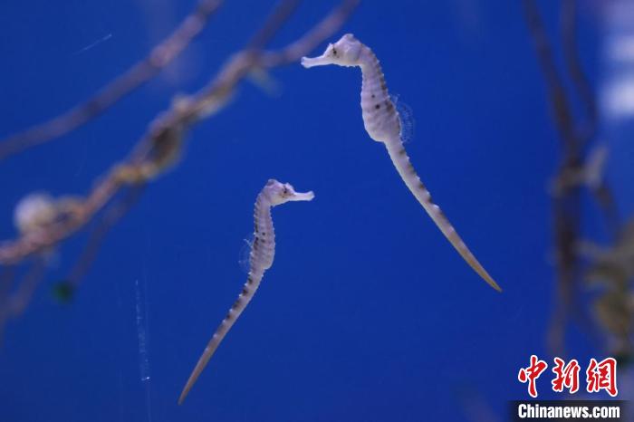 膨腹海马很是可爱. 泱波 摄