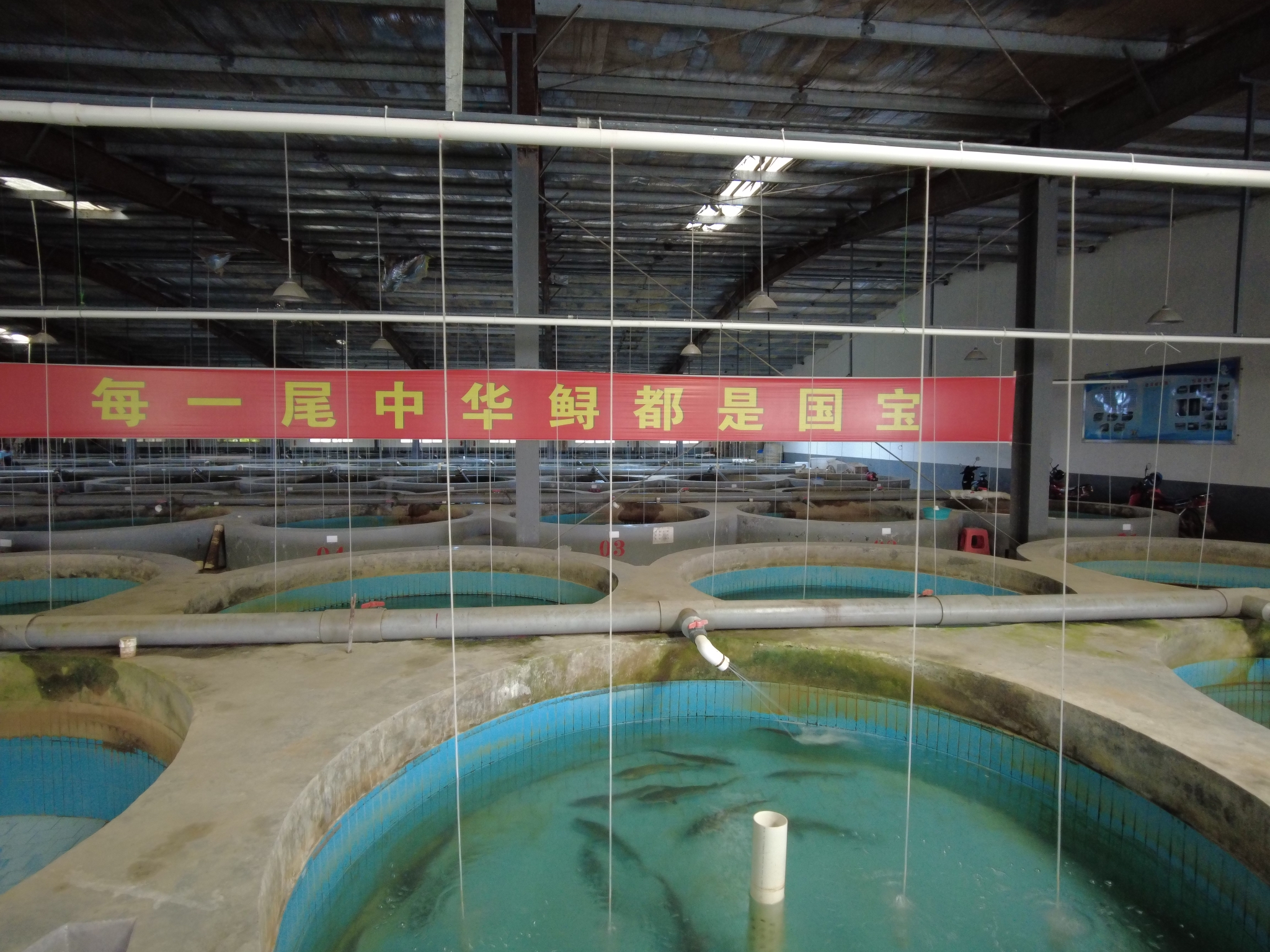 宜昌市渔政回应屈原故里中华鲟养殖场困境今年能享受到补助