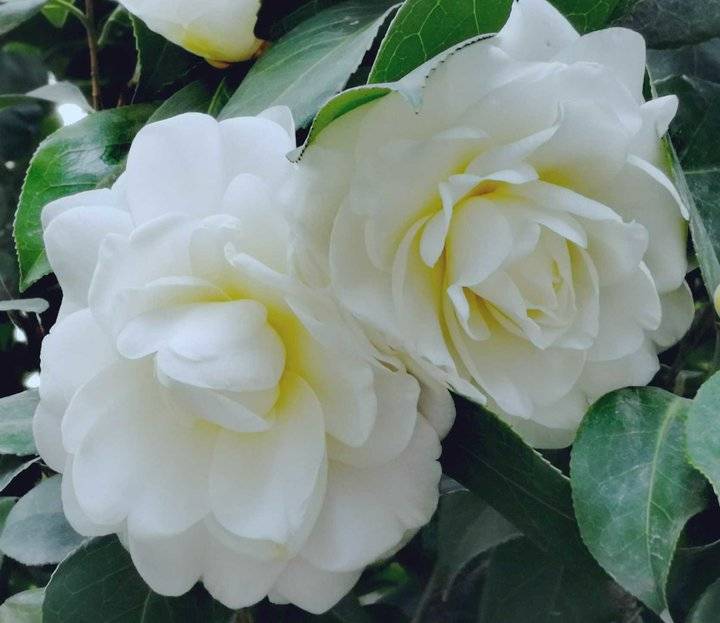 【青未了|咏白茶花】|白茶花|点号|梳妆_新浪新闻