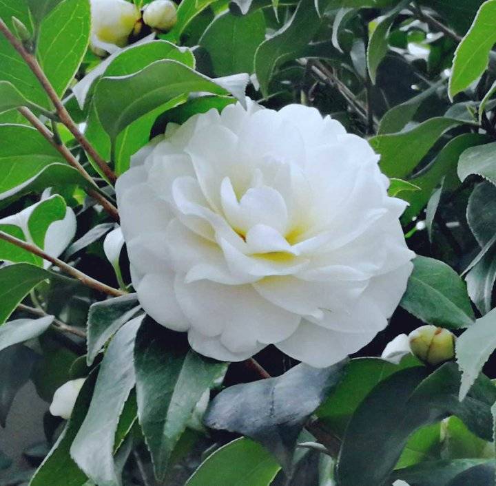 【青未了|咏白茶花】|白茶花|点号|梳妆_新浪新闻