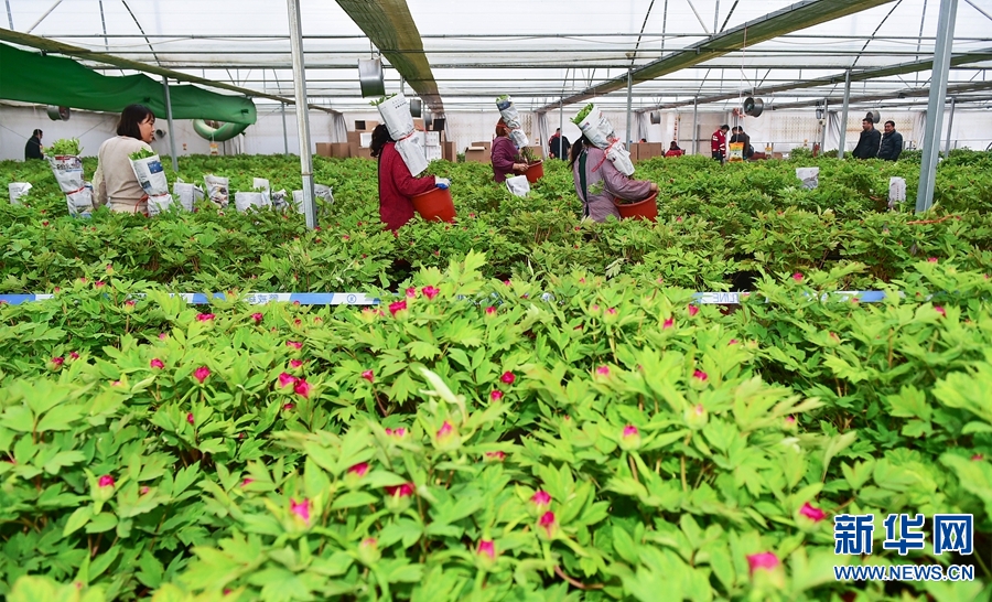 在河南省洛阳市部分牡丹种植基地内,一盆盆反季节催花牡丹含苞待放