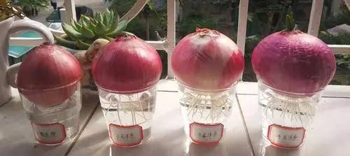 连续吃一个月的洋葱，可以降血脂？今天的答案有点不一样休闲区蓝鸢梦想 - Www.slyday.coM