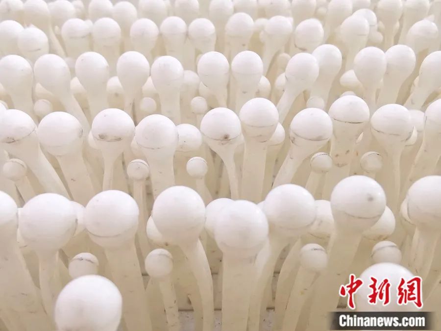 有没有搞错火炉南京让国家种子队选手金针菇上练滑雪