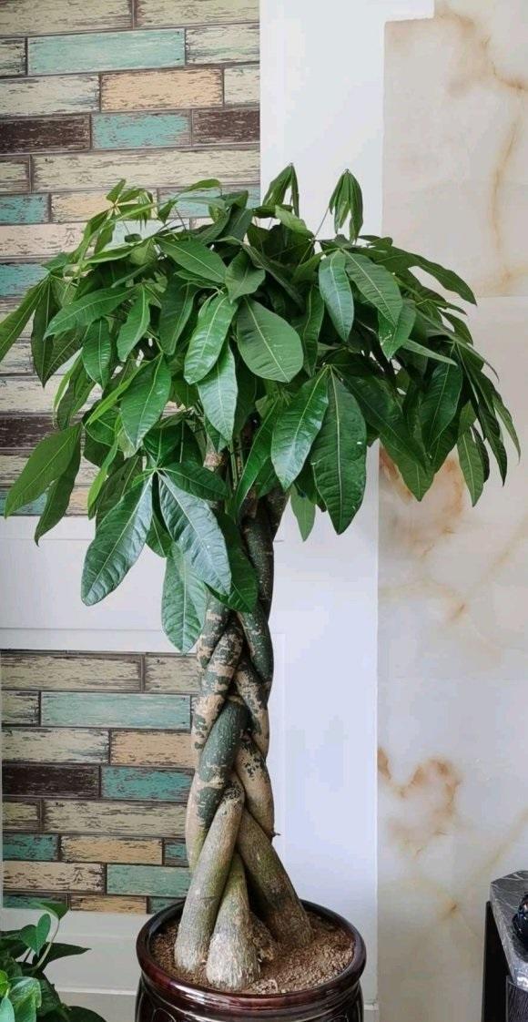 常言道客厅有树十有九富6种招财树吉祥又富贵