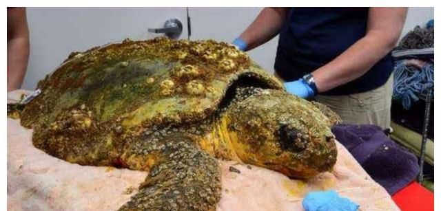 藤壶对动物伤害有多大霸主鲸鱼都难逃它的魔掌却被人类当美食