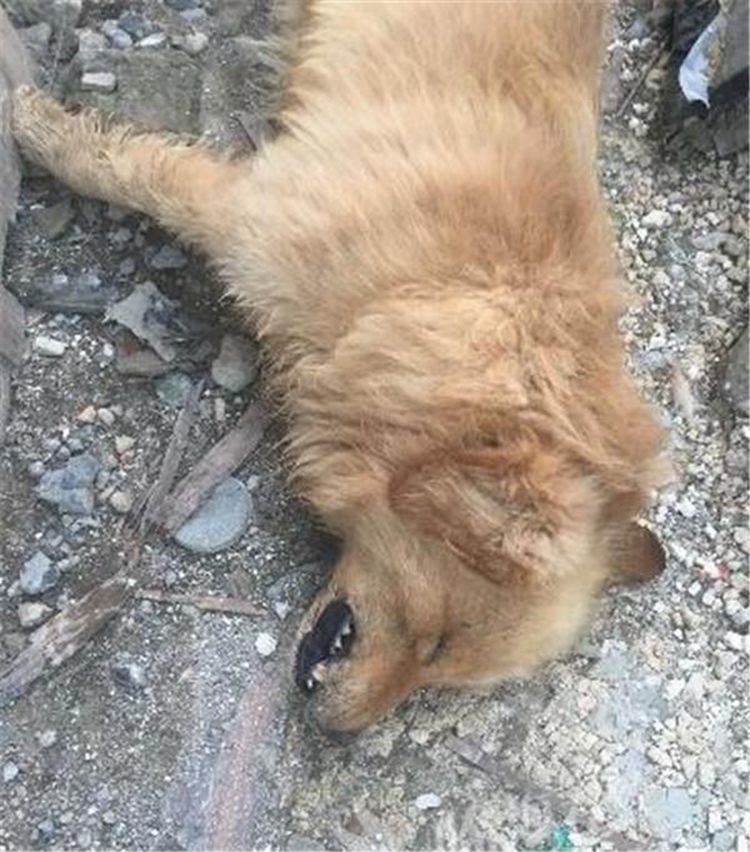 金毛被人拿木棍打了一顿默默回到家隔天倒在客厅不省人事