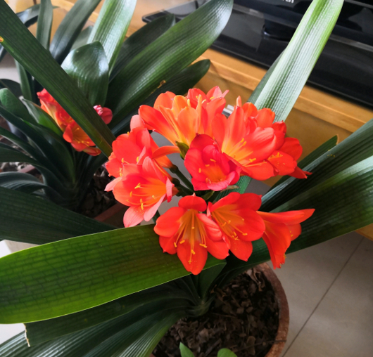 什么专用土、通用土，都不如自己“调配”，适合环境的才是最好的休闲区蓝鸢梦想 - Www.slyday.coM