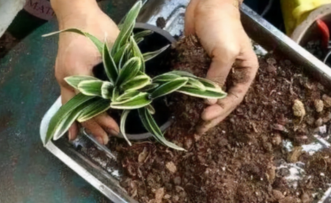 什么专用土、通用土，都不如自己“调配”，适合环境的才是最好的休闲区蓝鸢梦想 - Www.slyday.coM