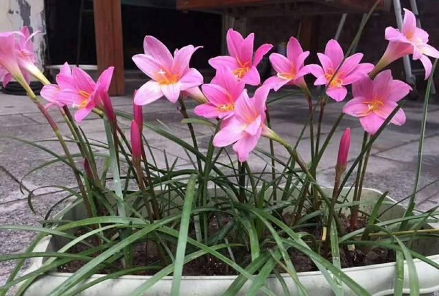 风雨兰只长叶子不开花?“这2点”是关键,做错了难开花!|风雨兰|花盆|肥料_新浪新闻