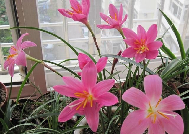 风雨兰只长叶子不开花?“这2点”是关键,做错了难开花!|风雨兰|花盆|肥料_新浪新闻