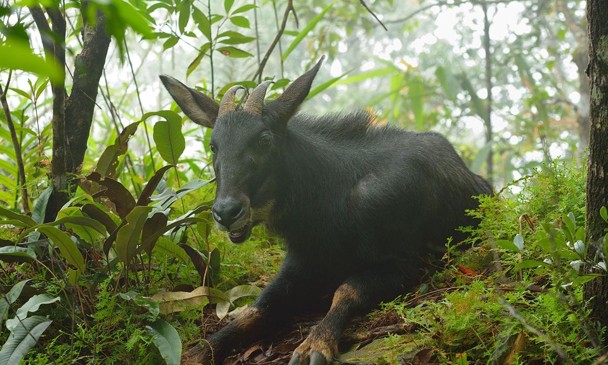广东始兴南山发现"天马",头上有尖角,浑身黑漆漆,爱吃蘑菇|天马|鬣羚