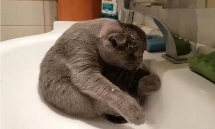 喵星人有洁癖弄脏爪子竟做出这反应宠主看得眼睛发直