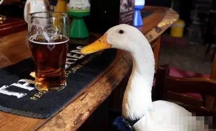 鸭子到酒吧喝酒喝完后被狗揍到医院真是酒壮怂鸭胆