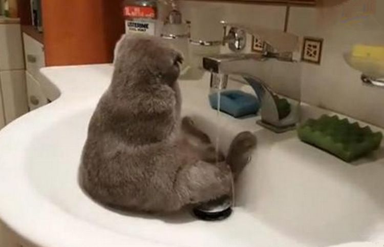 喵星人有洁癖弄脏爪子竟做出这反应宠主看得眼睛发直