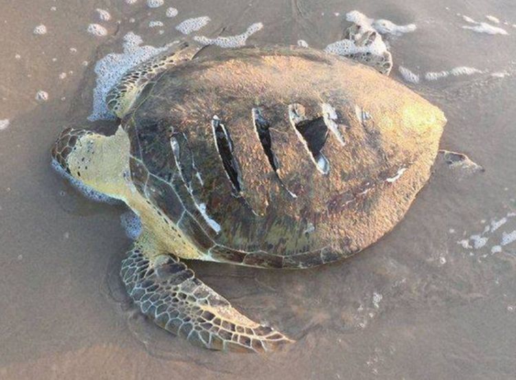 北海海枯石烂大海龟图片