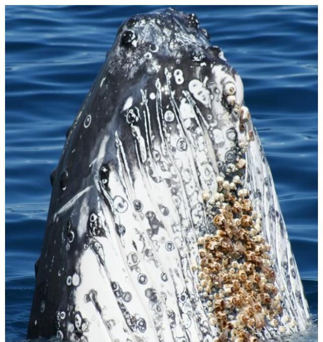 藤壶对动物伤害有多大霸主鲸鱼都难逃它的魔掌却被人类当美食