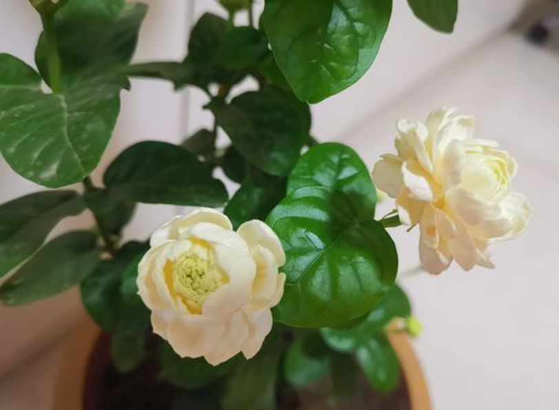 什么专用土、通用土，都不如自己“调配”，适合环境的才是最好的休闲区蓝鸢梦想 - Www.slyday.coM