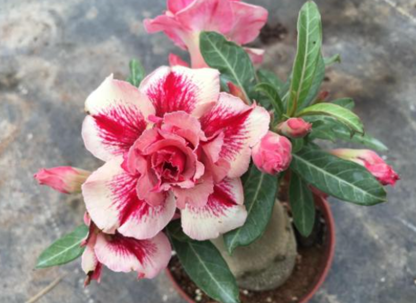 什么专用土、通用土，都不如自己“调配”，适合环境的才是最好的休闲区蓝鸢梦想 - Www.slyday.coM