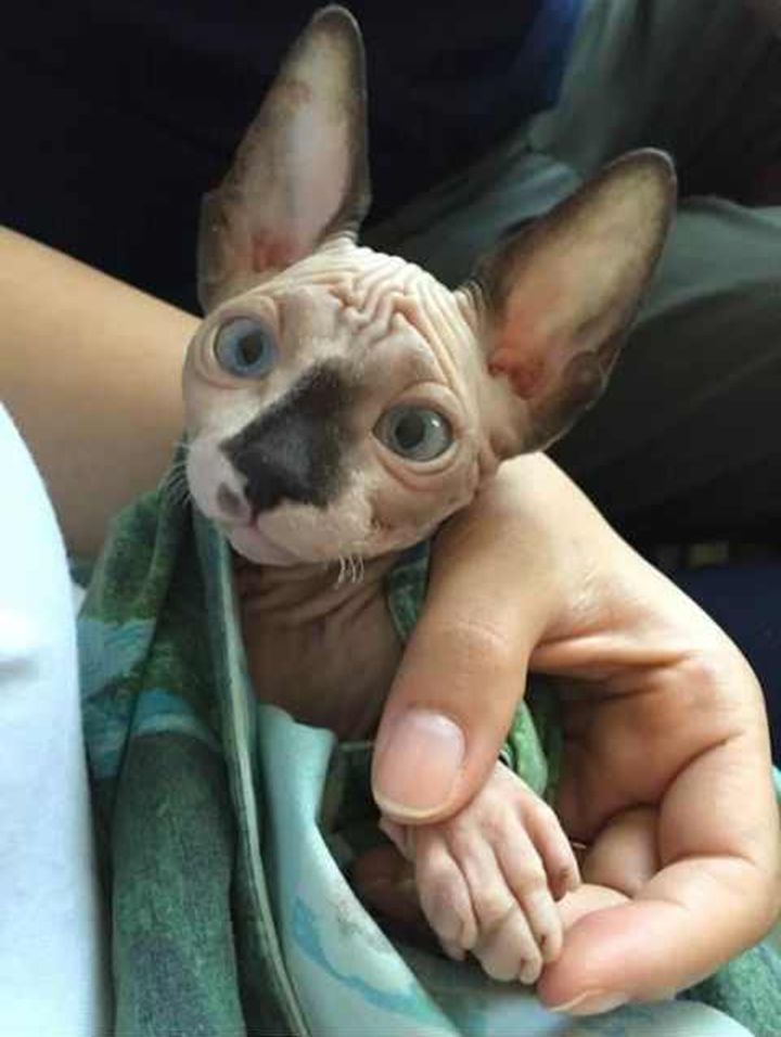 宠物市场买了只奇怪猫路人看了都吓跑了懂的人连连称赞