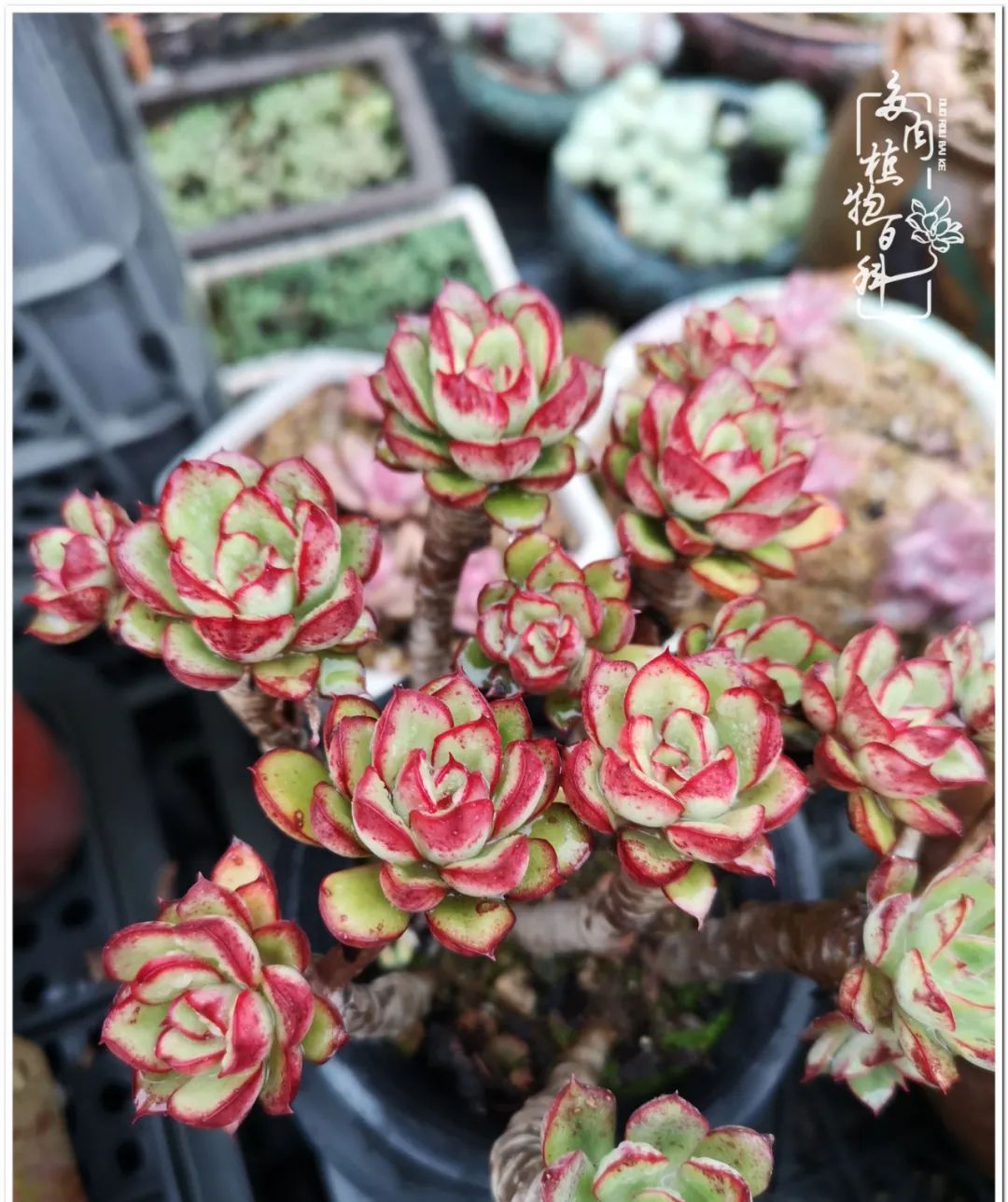 养多肉的道路上你遇到过什么样的灵魂拷问