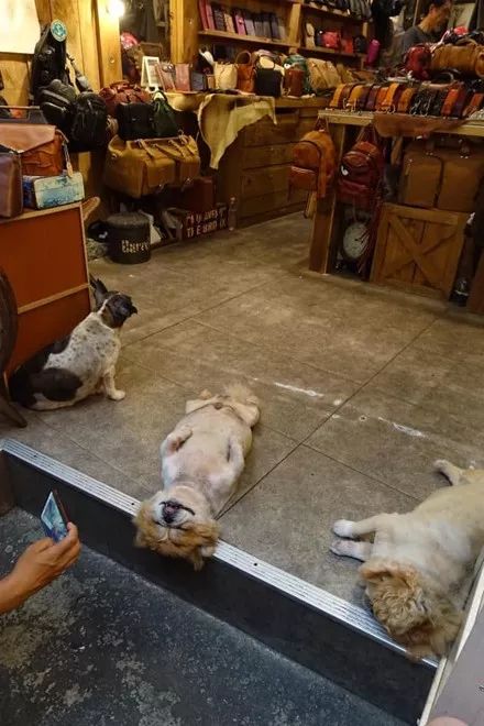 老板请狗狗来看店，结果它却睡成这样子，意外的是生意还变好了！休闲区蓝鸢梦想 - Www.slyday.coM