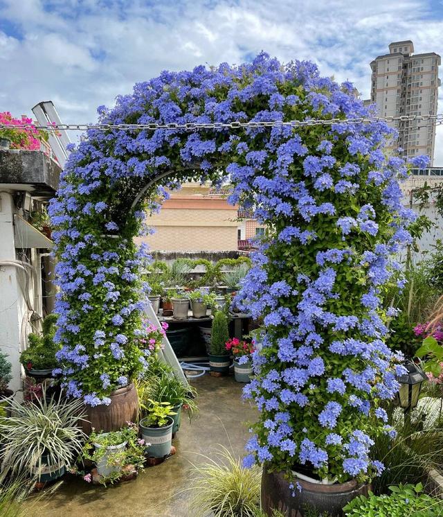 蓝雪花花球养成记,用"3招",花量大10倍,来年开成蓝色花海