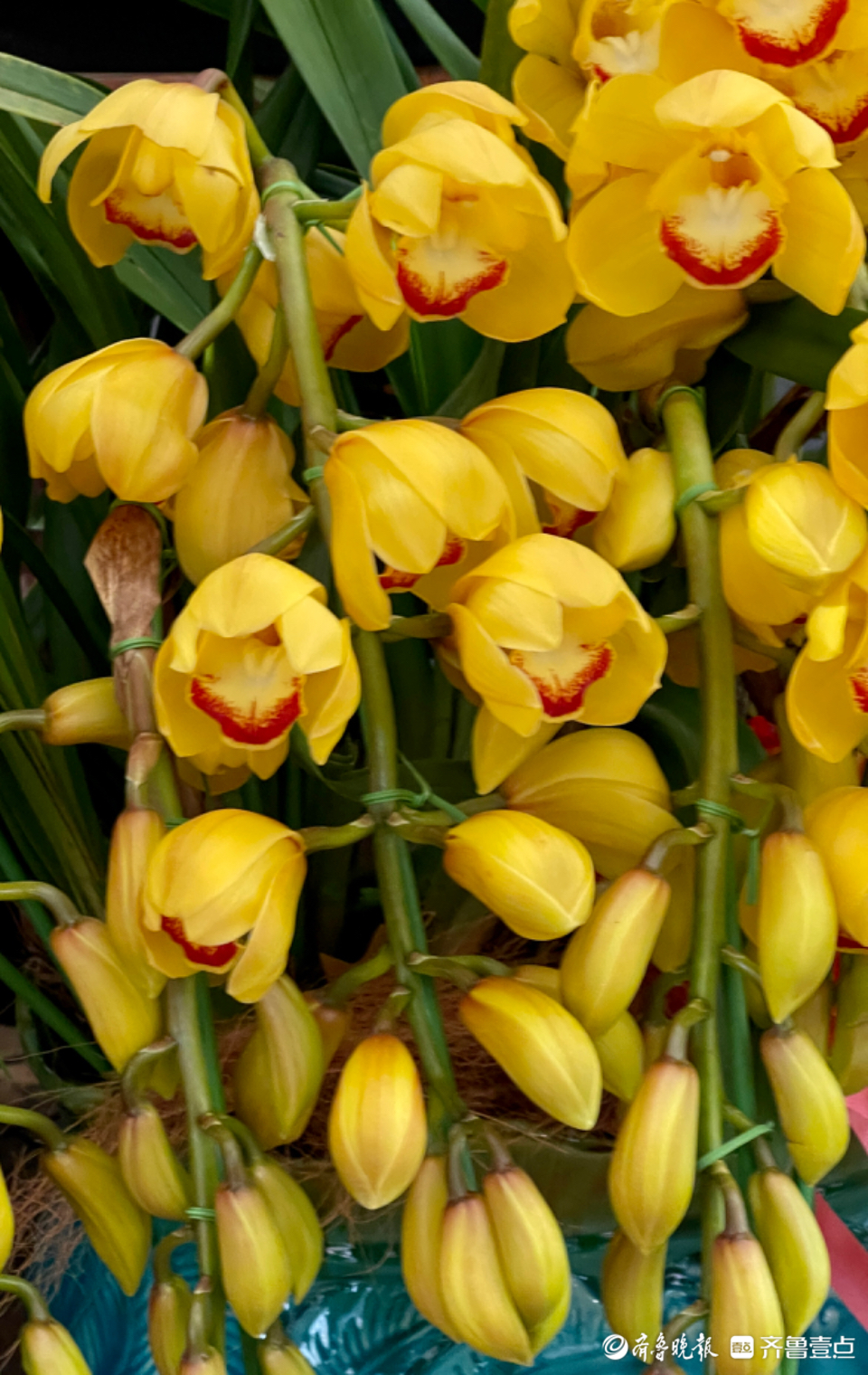 黄色大花惠兰盛开宛如朵朵笑脸