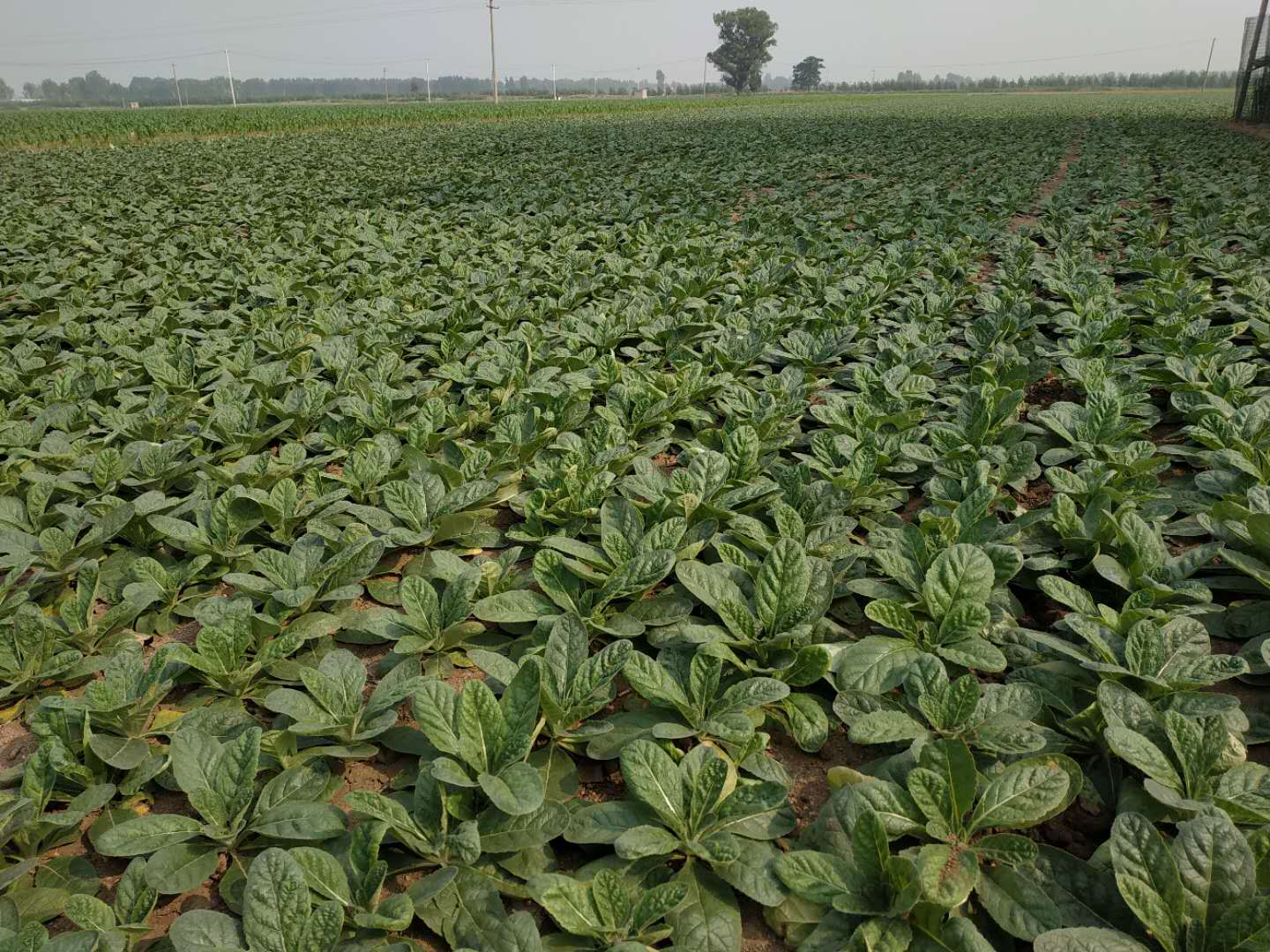 地黄全身都是宝叶子还有3大吃法很多人不知道学着做起来吧