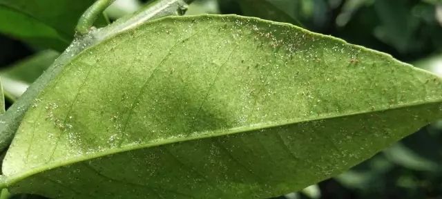 柑橘红蜘蛛到底怎么治