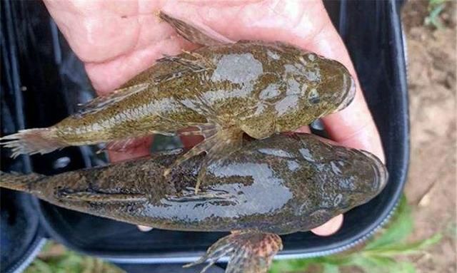 我们叫它虎头鲨曾是鸭子的口粮如今一金难求