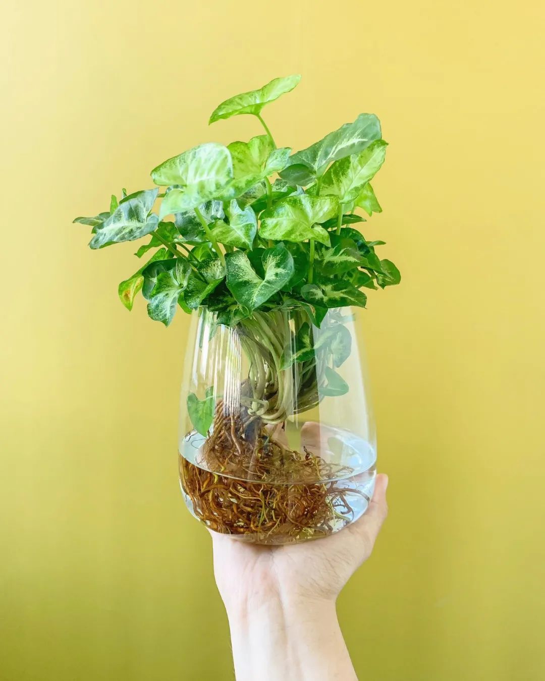 只长根不长个子,可能是这5点没做好|水培|根系|植物_新浪新闻