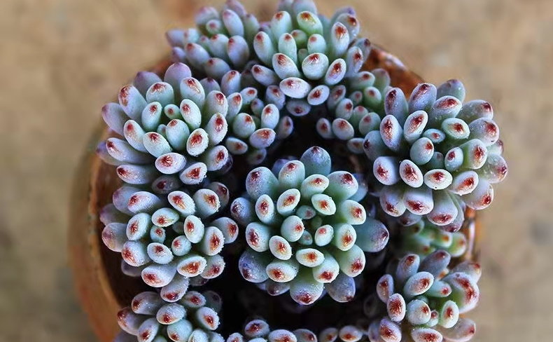 多肉蓝豆小巧精致,注意这5点将很快长爆盆,人人夸"美"__财经头条