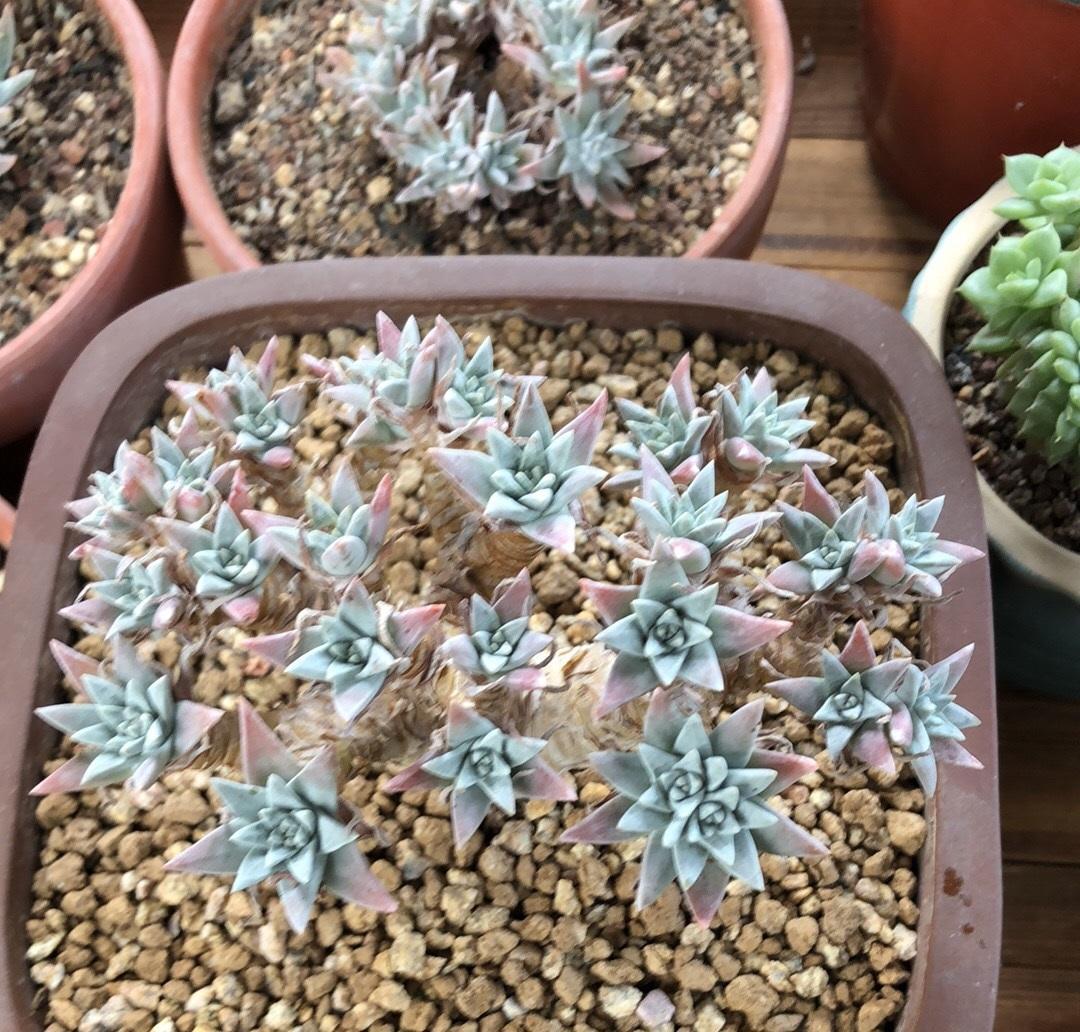 5种多肉很受欢迎叶子肥肥的很漂亮新手不要买很容易黑腐