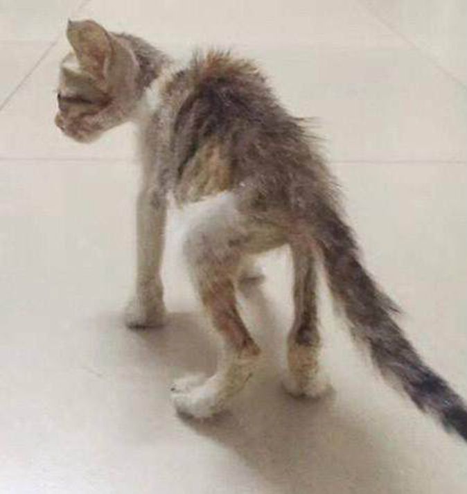流浪猫骨瘦如柴好心人收养悉心照顾数月后大变模样
